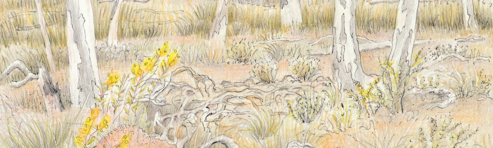 Morgyn Phillips Postcards from Black Mountain 