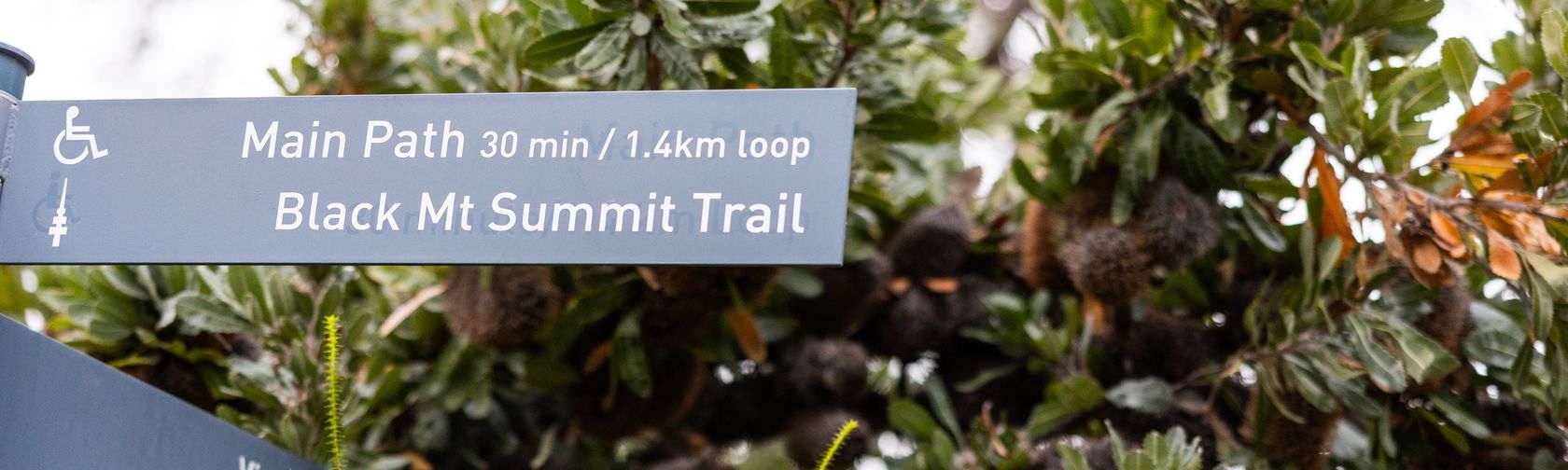 Black Mountain summit trail. Photo: Mel Hill