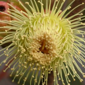 Eucalyptus youngiana flower