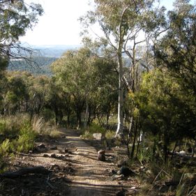 Trail through Black Mountain bushland