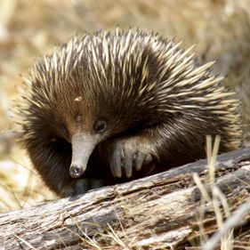 Echidna