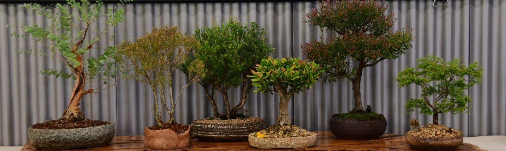 Bonsai exhibition