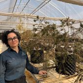 Veronica Briceno-Rodriguez with eucalyptus recurva plants grown from seed at ANBG