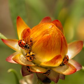 Photo by Simone Slater