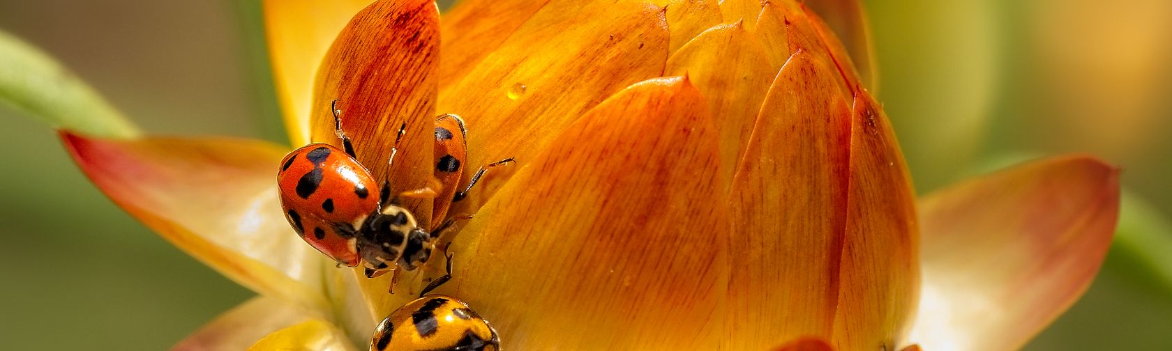 Xerochrysum sp. with spotted amber ladybug