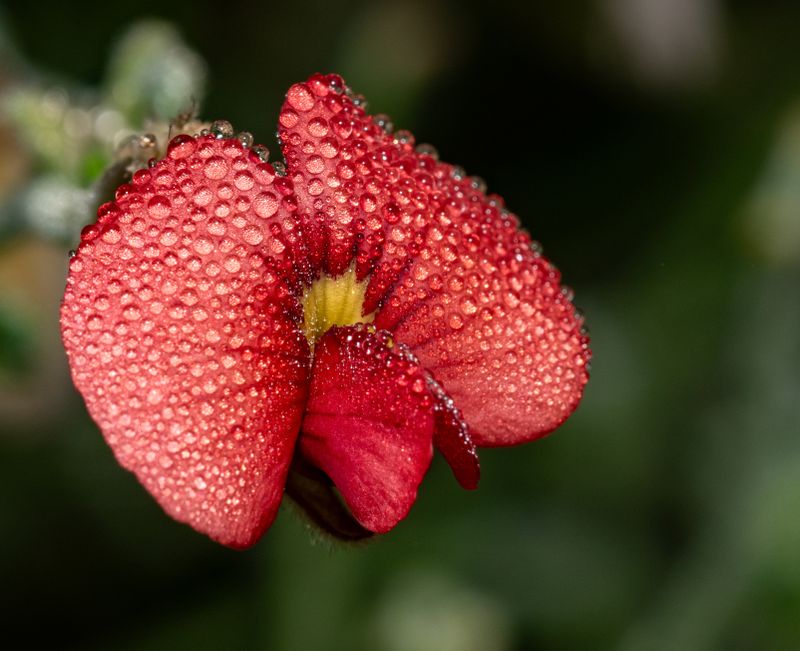 Isotropis centralis.