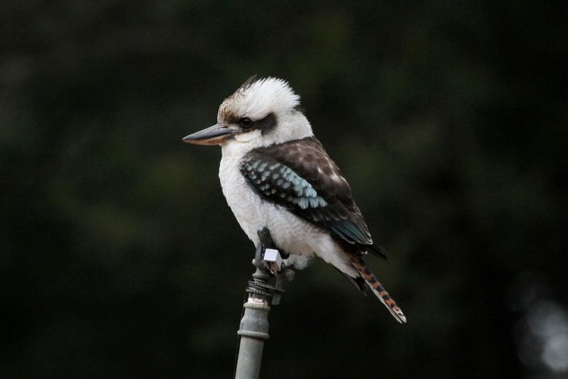 Laughing kookaburra (Dacelo novaeguineae).