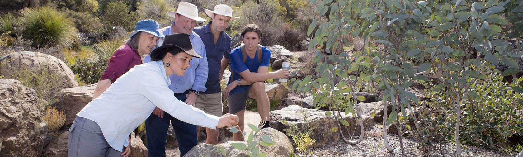 Discovering native plants on the Aboriginal Plant Use Trail Walk