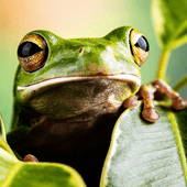 A green frog very cose up reaching over a leaf. It has yellow eyes and appears very contemplatative