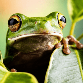 A green frog very cose up reaching over a leaf. It has yellow eyes and appears very contemplatative