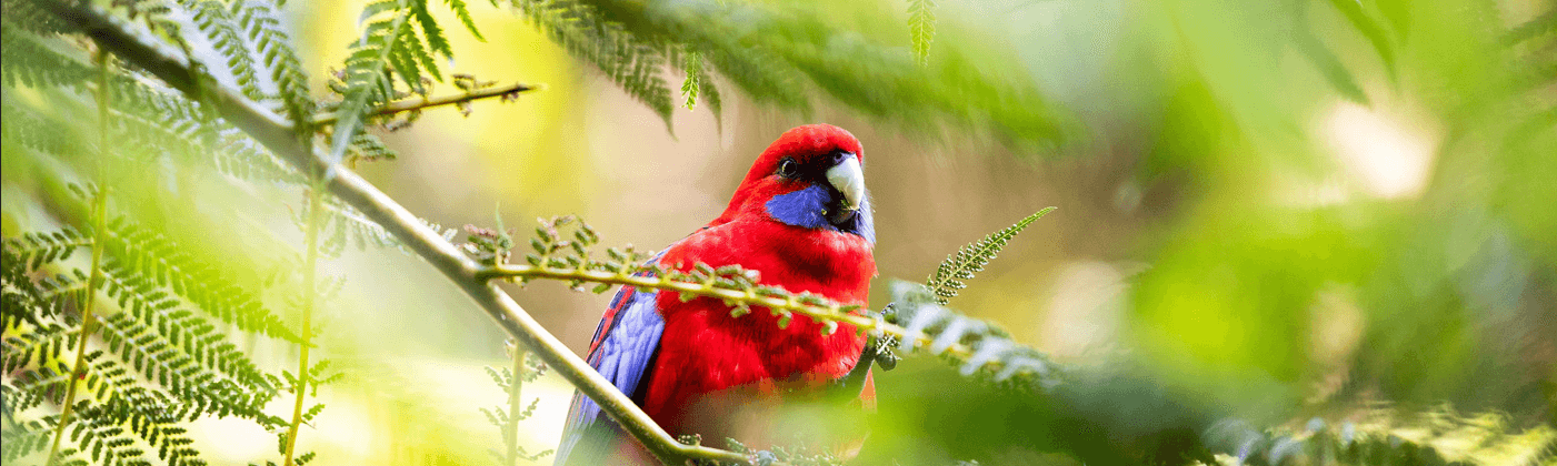 Crimson rosella