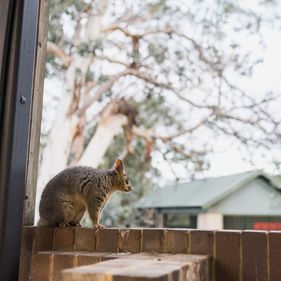 Possum
