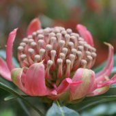 Waratah