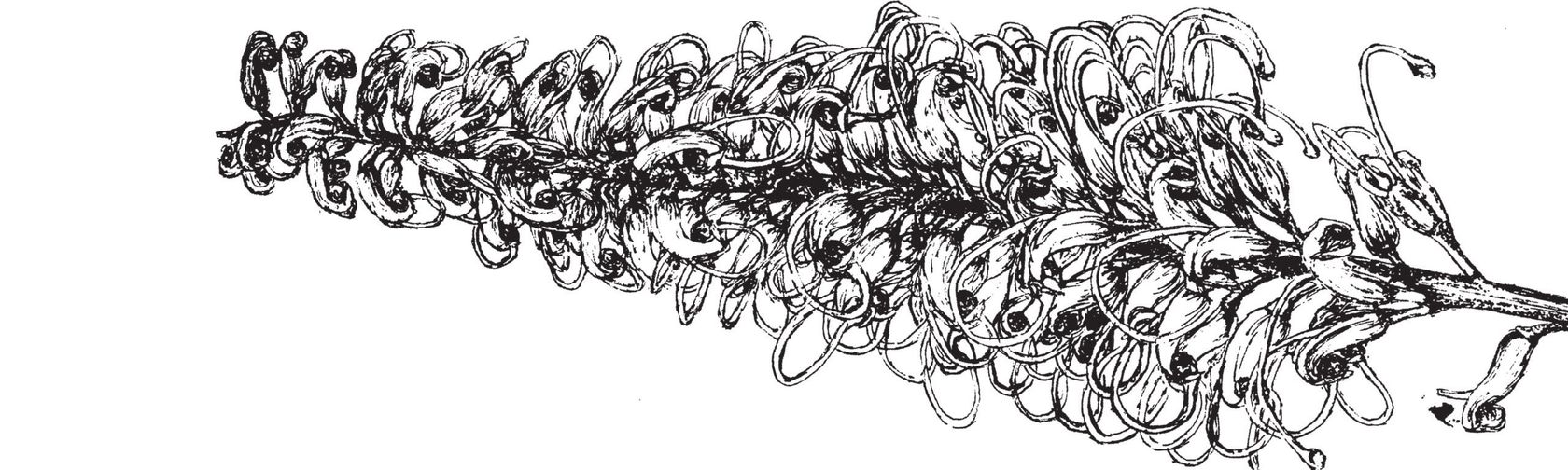 Drawing of a grevillea species by Irene Gillespie