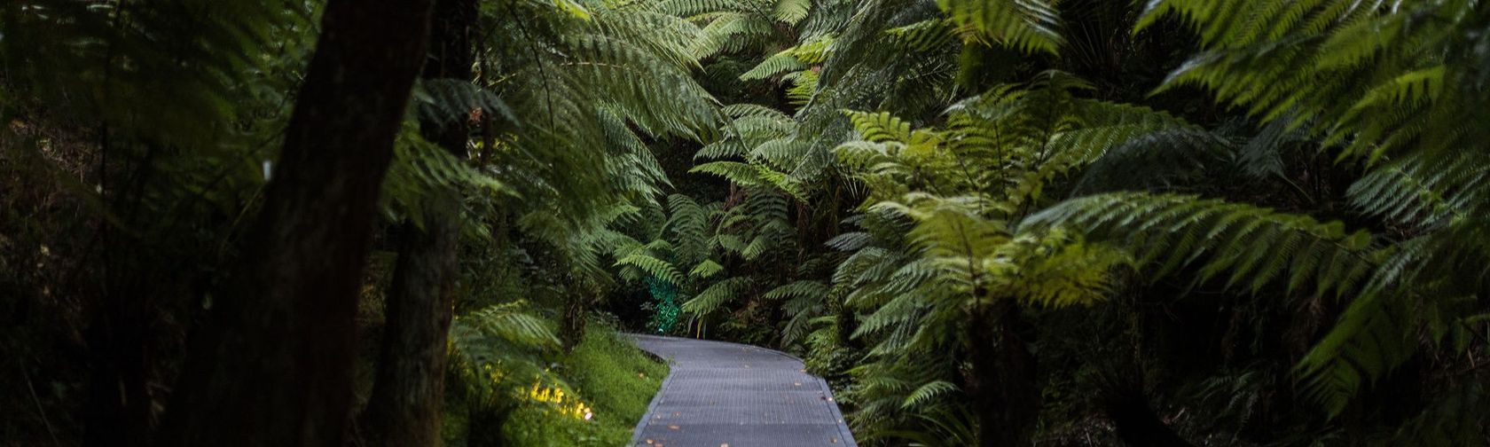 Footpath amongst the rainforest path within the gardens being shaded by ferns