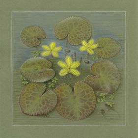 Painting by Margaret Saul