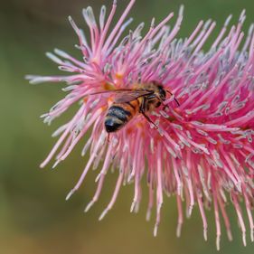 Native bees. Photo: Phil Green