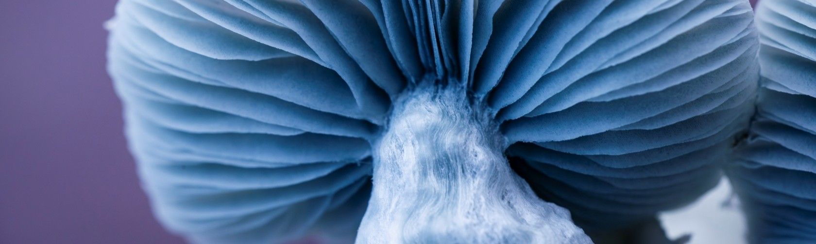 Josie Cosgrove artwork