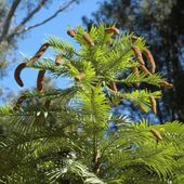 Wollemi Pine