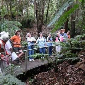 Booked walk in the rainforest gully