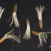 microscoping photo of Olearia rhizomatica