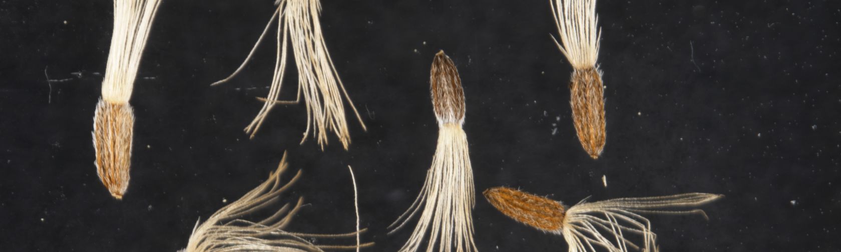 microsopic photo of Olearia rhizomatica