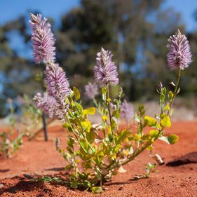 Plants in the Red Centre Garden