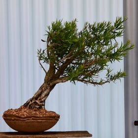 Bonsai exhibition