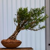 Bonsai exhibition