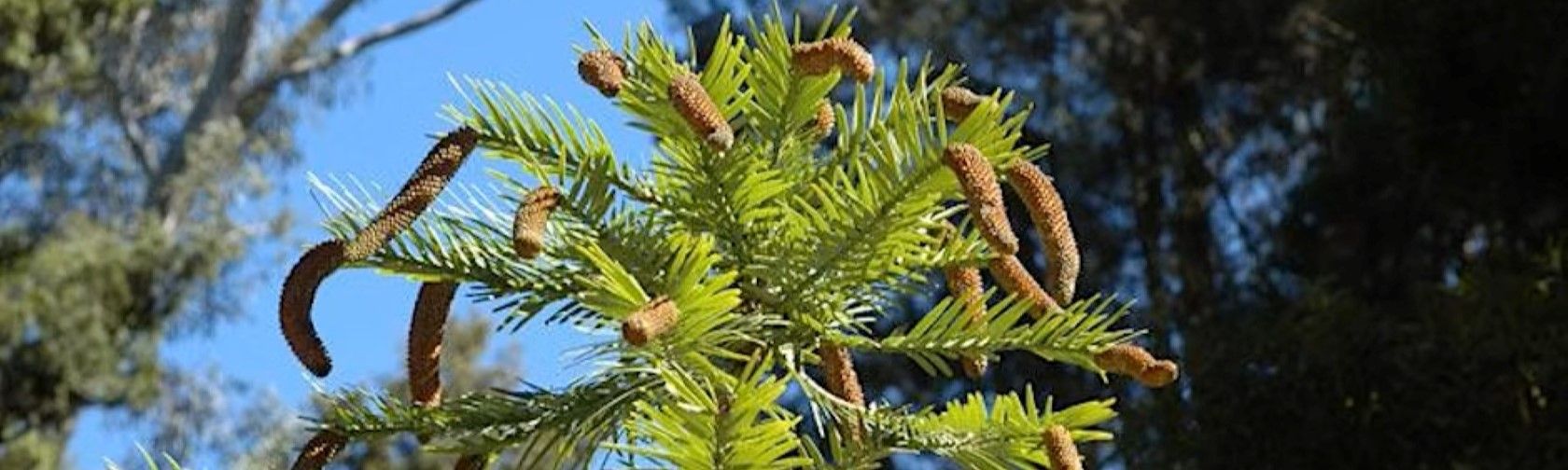 Wollemi Pine
