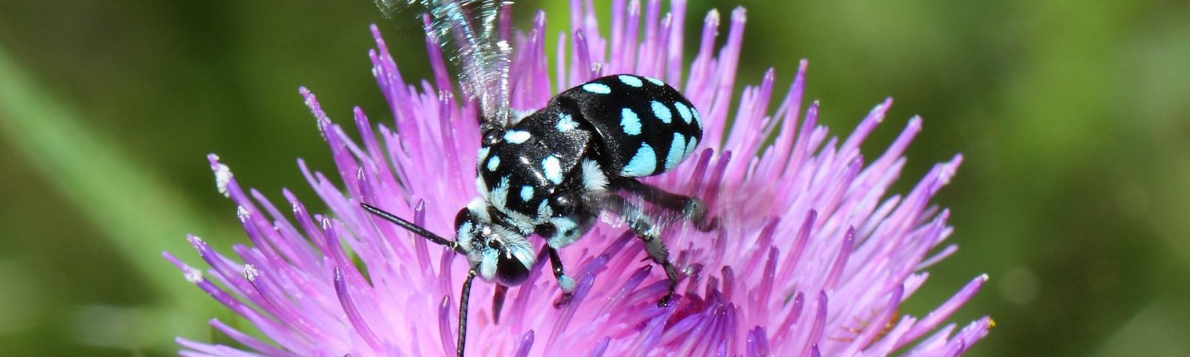 Chequered cuckoo bee (Thyreus caeruleopunctatus). Photo: Tim Leach