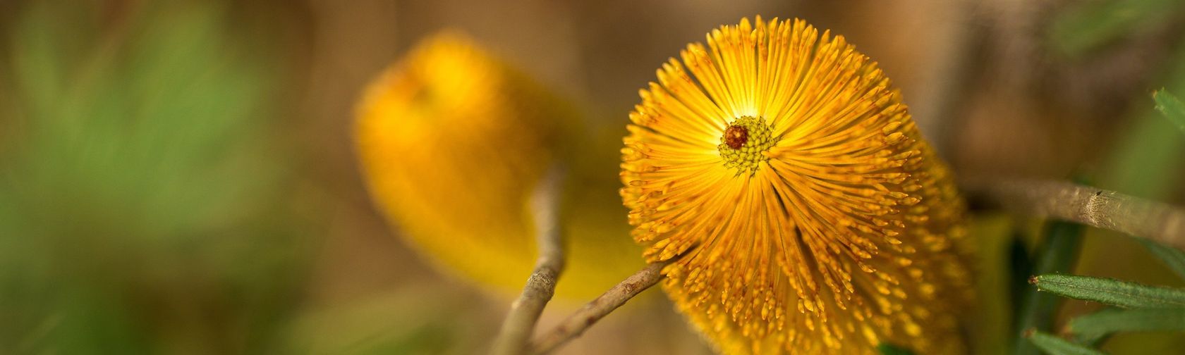 A banksia in the Gardens