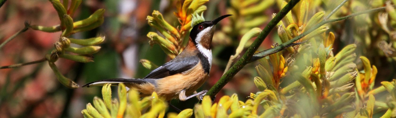 Eastern spinebill (Acanthorhynchus tenuirostris). Photo: Lindell Emerton