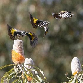 New Hollan Honeyeater on Banksia prionotes