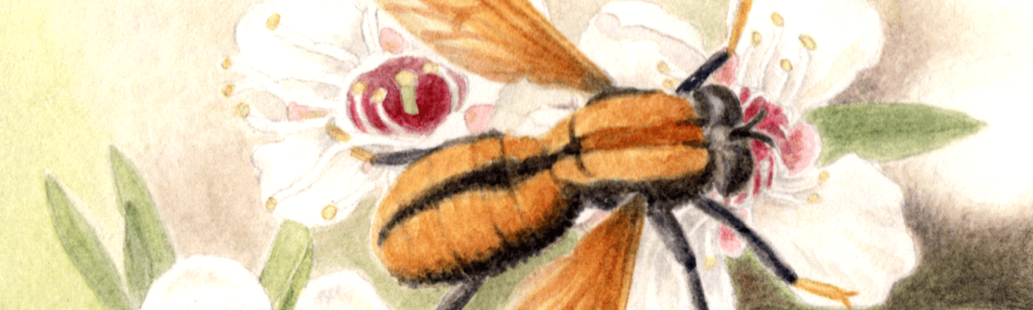 A painting of an Orange Cap-nosed fly, standing on a white flower with a red pistil and green leaves