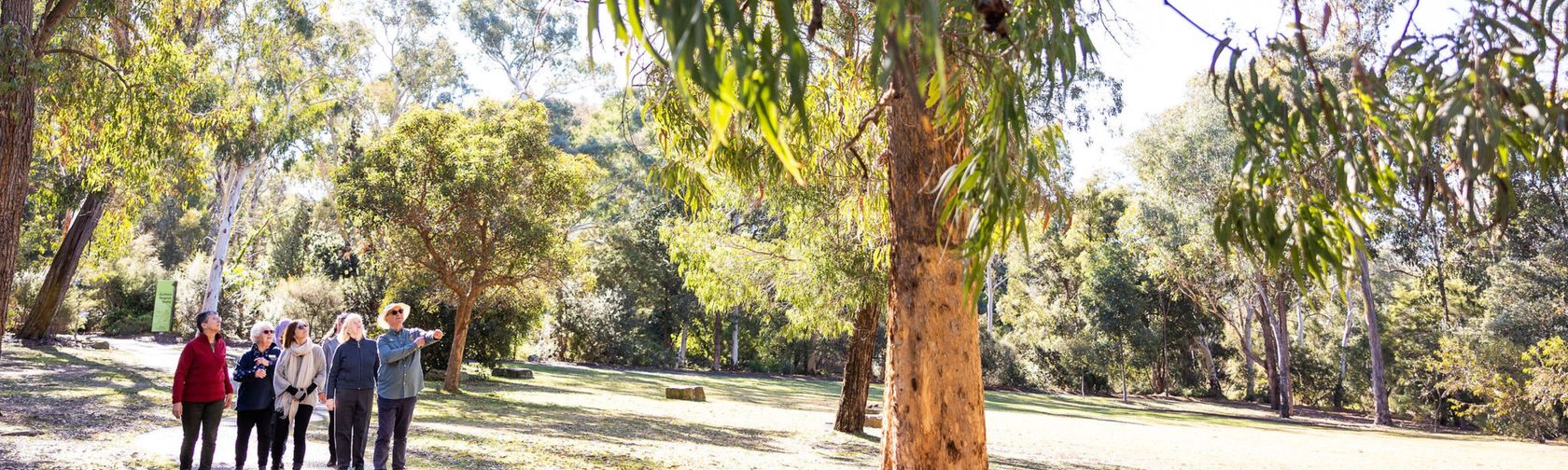 Eucalypt discovery walk