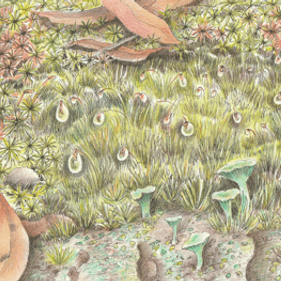 A painting of fungi and moss with green grasses and brown leaves