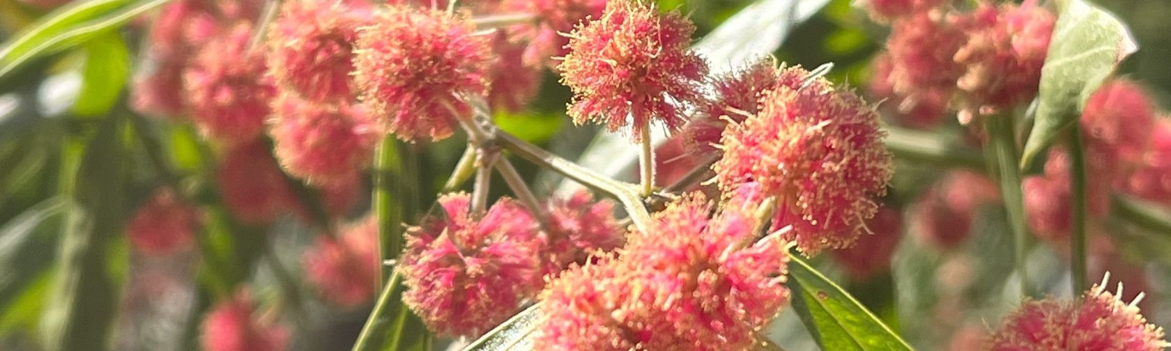 Pink wattle