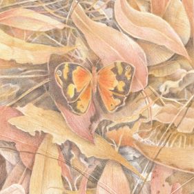 Morgyn Phillips Postcards from Black Mountain 