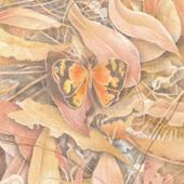 Morgyn Phillips Postcards from Black Mountain 