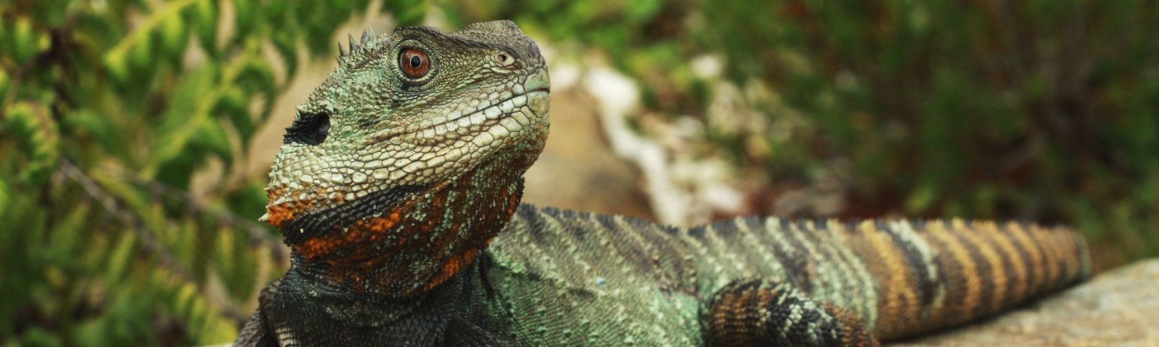 A water dragon in its habitat in the Gardens