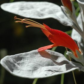 Flowering native plant at the Gardens