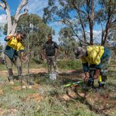 Staff are seen replanting seedlings and building protective barriers.