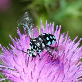 Chequered cuckoo bee (Thyreus caeruleopunctatus). Photo: Tim Leach