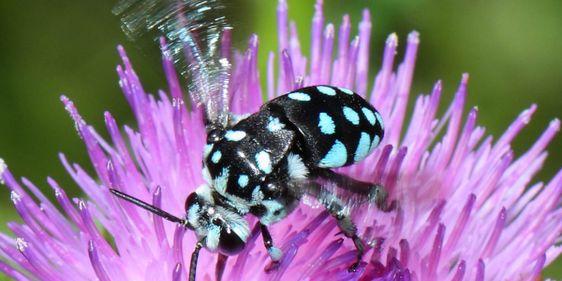 Chequered cuckoo bee (Thyreus caeruleopunctatus). Photo: Tim Leach