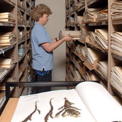 Australian National Herbarium