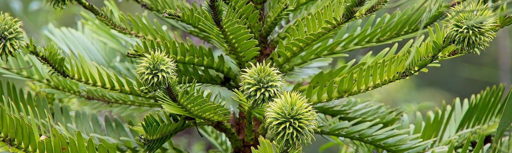 Wollemi Pine. Photo: Simone Slater
