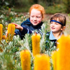 Pollination investigation (Years 3–6)