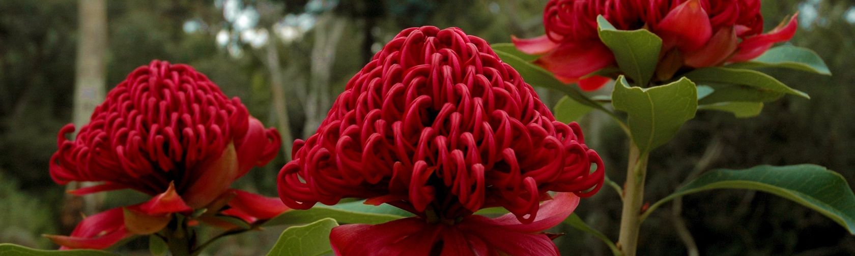 Waratahs (Telopea speciosissima) in the Sydney Region Gully