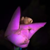 A flower glowing under UV light